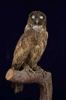 藏品(褐林鴞)的圖片